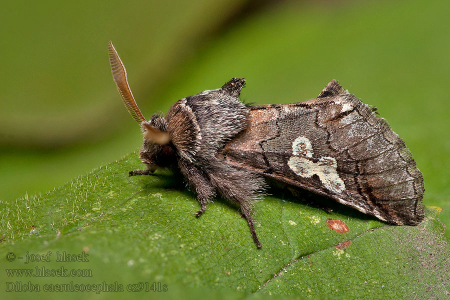 Double-Omega Совиноголовка синеголовая Diloba caeruleocephala