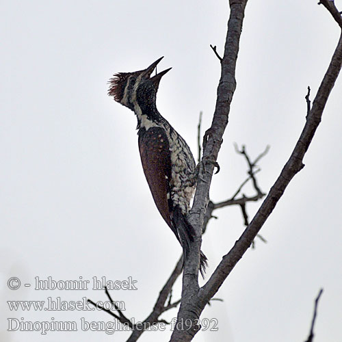 Dinopium benghalense Datel oranžový ohnivý Goldrückenspecht Goldschulterspecht Orangespecht Black-rumped Flameback Pico Lomo Llamas Pito Bengalí Petit Pic Bengale dos d'or Dorso fuoco groppanera Picchio dorsodorato Bengala ヒメコガネゲラ Ďatel' plantážový Sułtan żołtogrzbiety Bengalspett Kleine Goudrugspecht Maram tolachi Tachchan kuruvi Kultaselkätikka Mustkurk-sultanrähn  Sortgumpet Sultanspætte