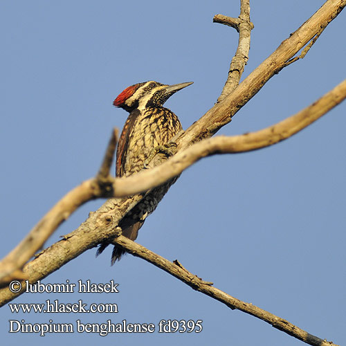 Black-rumped Flameback Pico Lomo Llamas Pito Bengalí Petit Pic Bengale dos d'or Dorso fuoco groppanera Picchio dorsodorato Bengala ヒメコガネゲラ Ďatel' plantážový Sułtan żołtogrzbiety Bengalspett Kleine Goudrugspecht Maram tolachi Tachchan kuruvi Kultaselkätikka Mustkurk-sultanrähn  Sortgumpet Sultanspætte Dinopium benghalense Datel oranžový ohnivý Goldrückenspecht Goldschulterspecht Orangespecht