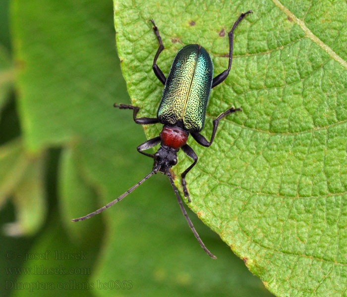 Dinoptera collaris Tesařík červenoštítý Blauschwarzer Kugelhalsbock Roodblauwe smalboktor