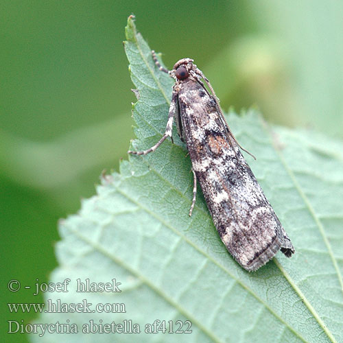 Dioryctria abietella Zavíječ smrkový Spruce coneworm Fir