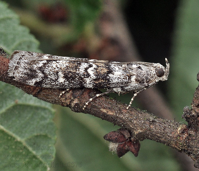 Spruce coneworm Fir Dioryctria abietella