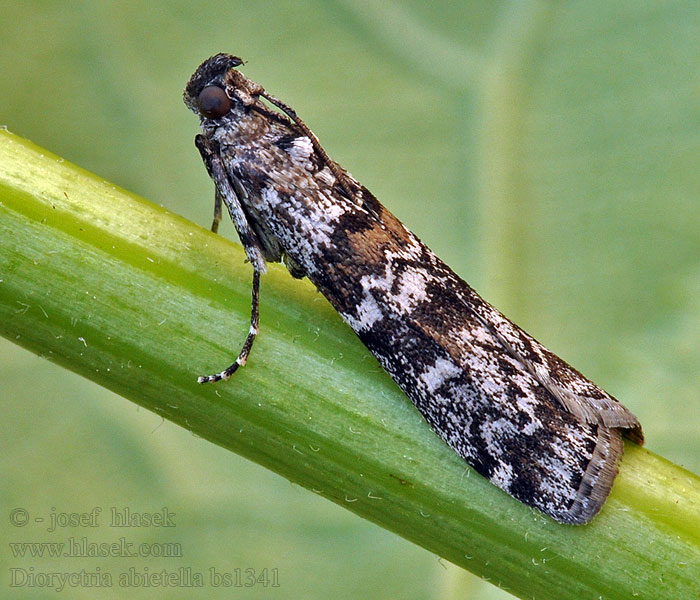 Sparappelboorder Dioryctria abietella