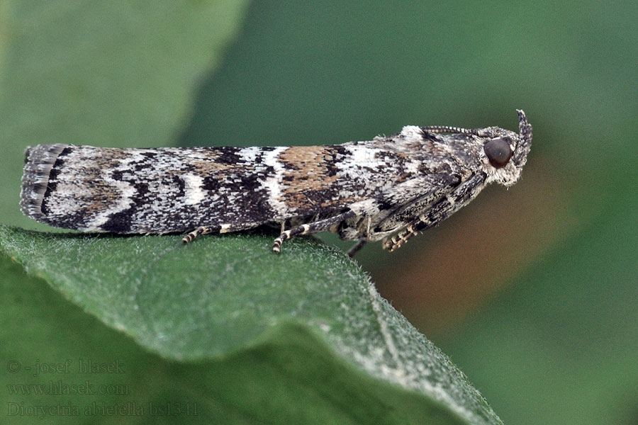 マツノマダラメイガ Dioryctria abietella