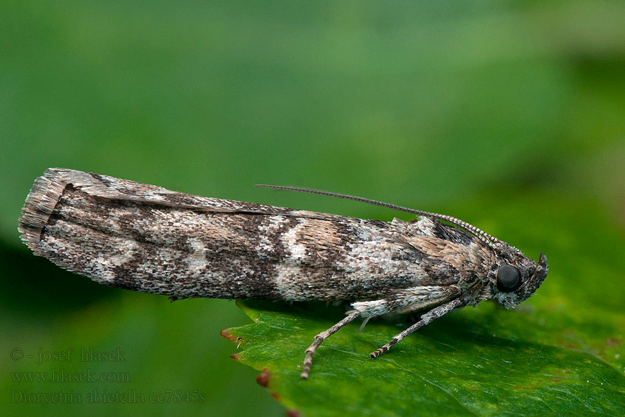 Fichtenzapfenzünsler Dioryctria abietella