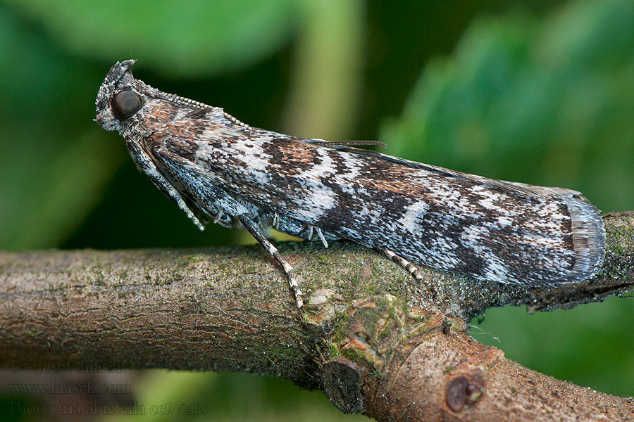 Grankonglemøll Dioryctria abietella