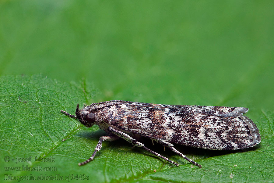 Spruce coneworm Fir Koglehalvmøllet Dioryctria abietella