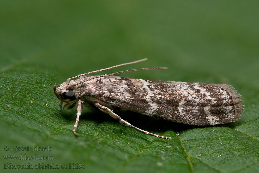 Dioryctria abietella