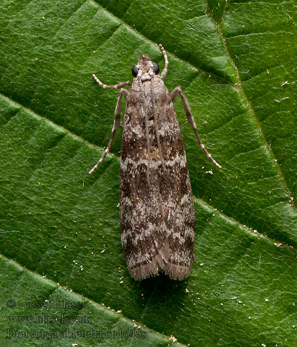 Dioryctria abietella