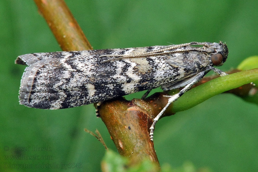 Dioryctria abietella