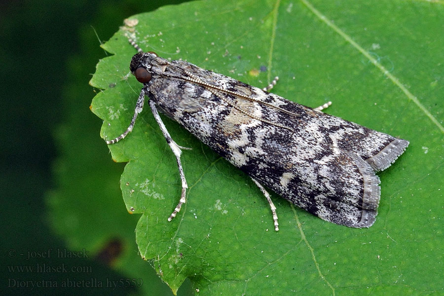 Dioryctria abietella Spruce coneworm Fir