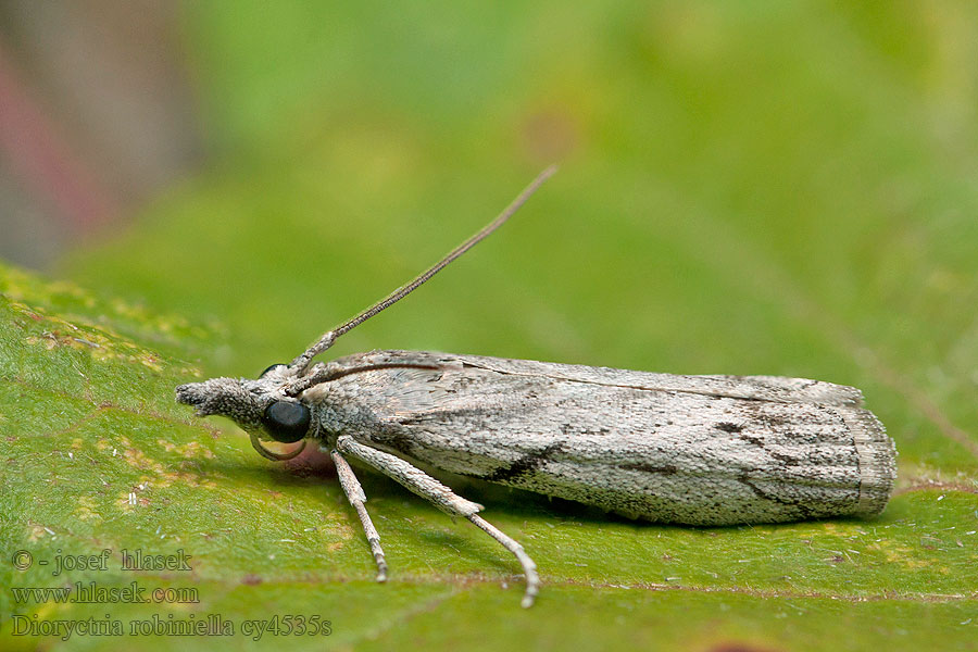 Dioryctria robiniella