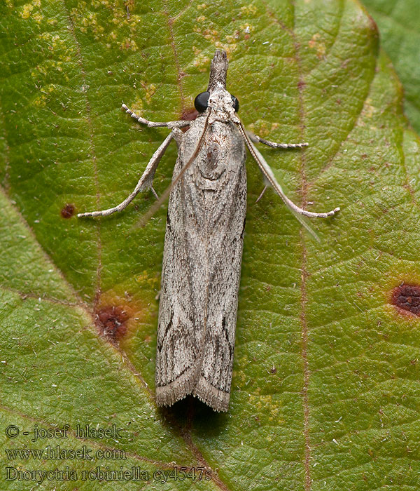 Dioryctria robiniella