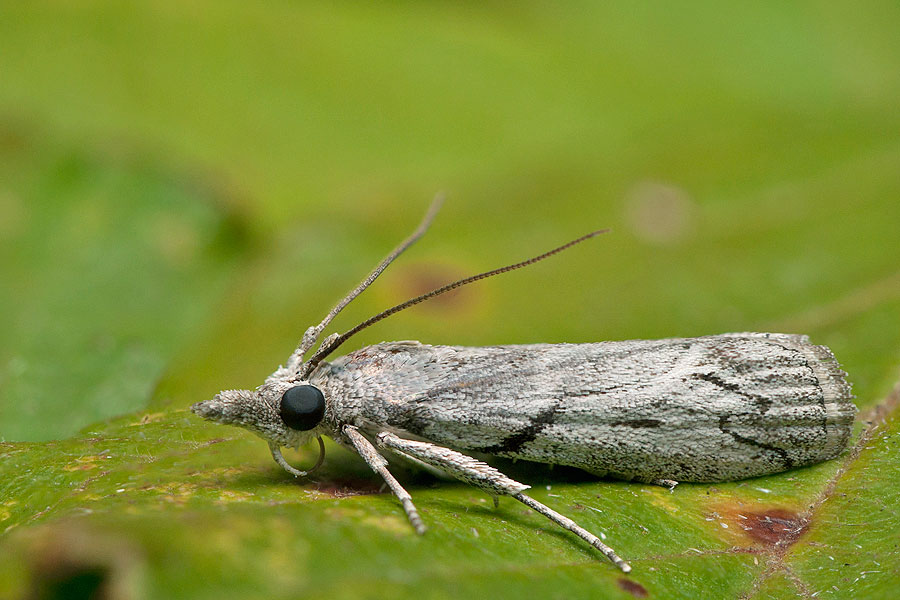 Dioryctria robiniella