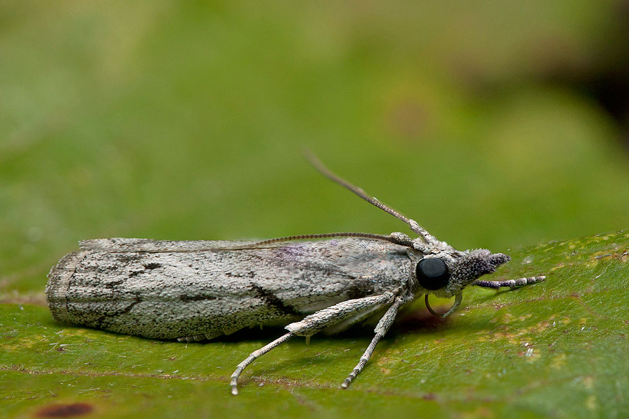 Dioryctria robiniella