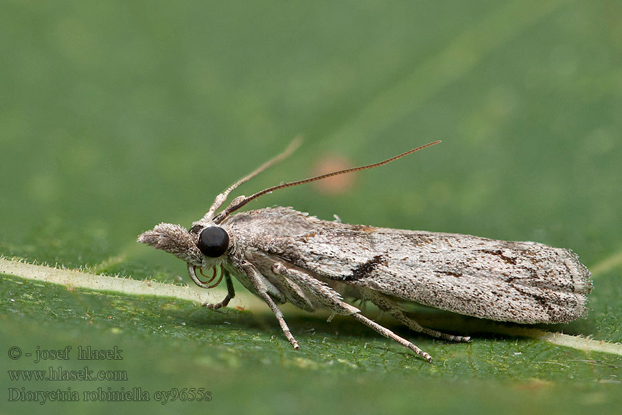 Dioryctria robiniella