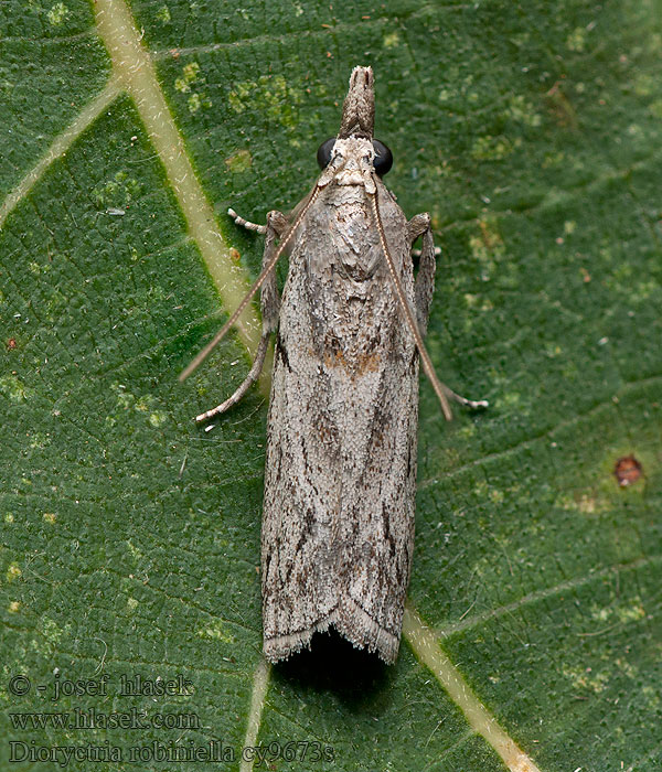 Dioryctria robiniella