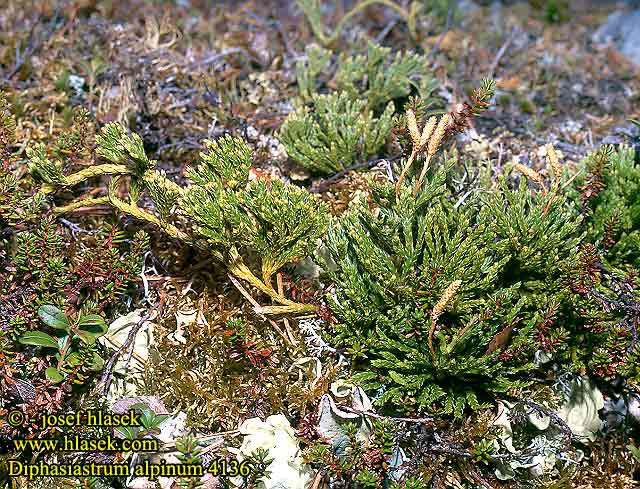 Diphasiastrum alpinum Alpine Clubmoss Lycopode Alpes Alpen-Flachbärlapp