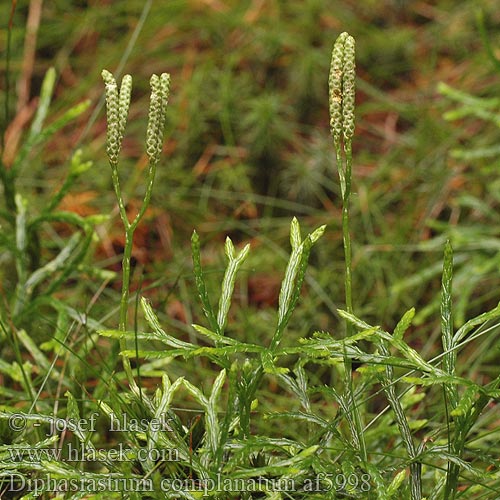 Diphasiastrum complanatum Plavuník zploštělý Gewöhnlicher Flachbärlapp