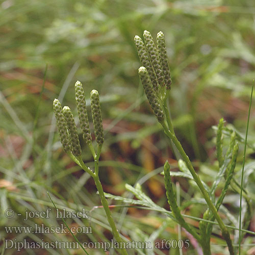 Plattlummer Plavúnik sploštený Issler's Clubmoss