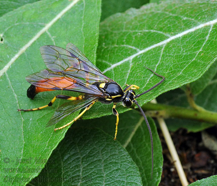 Diphyus palliatorius