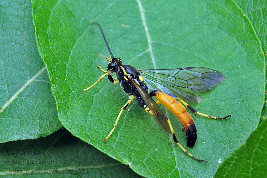 Diphyus palliatorius