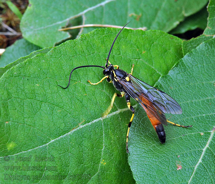 Diphyus palliatorius