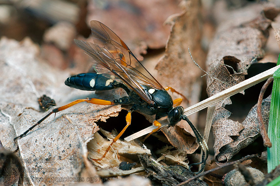 Diphyus quadripunctorius