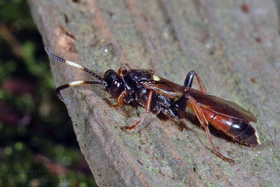 Diphyus raptorius