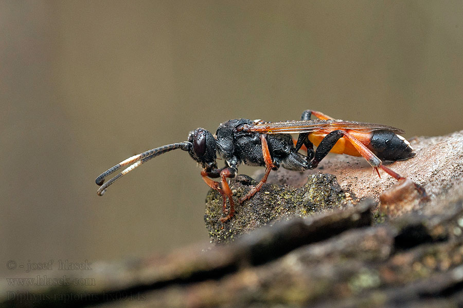 Diphyus raptorius