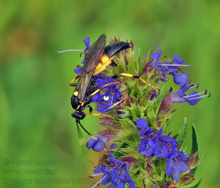 Diphyus salicatorius