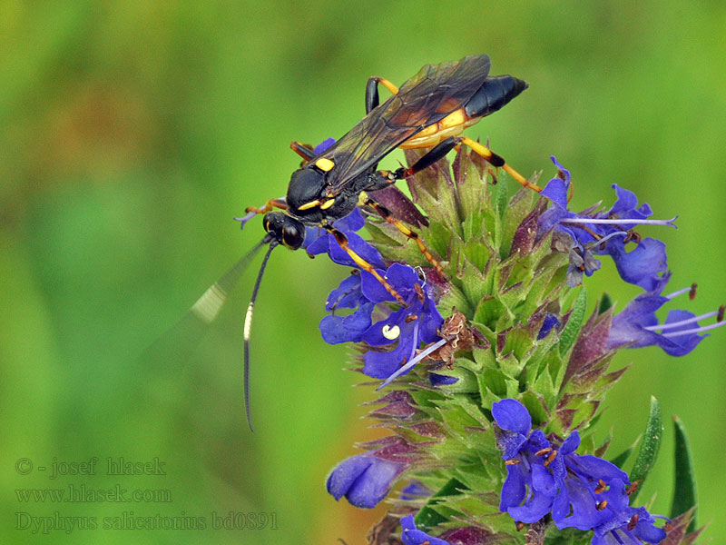 Diphyus salicatorius