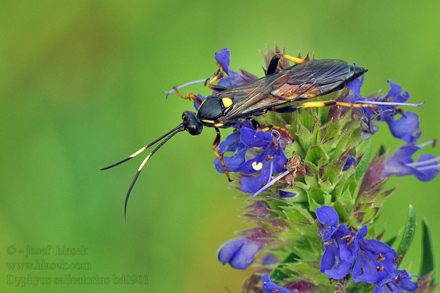 Diphyus salicatorius