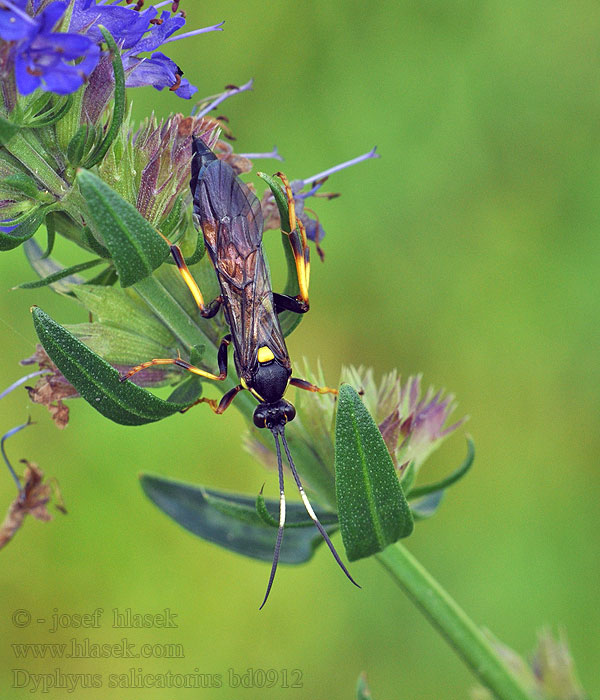 Diphyus salicatorius