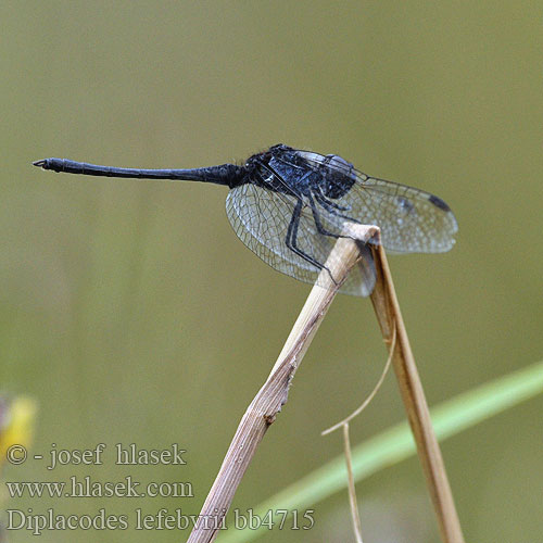 Diplacodes lefebvrii Black Percher Diplacode noir Moriaantje Glänzender Schwarzpfeil