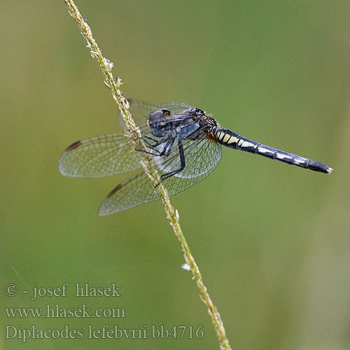 Moriaantje Glänzender Schwarzpfeil Diplacodes lefebvrii Black Percher Diplacode noir