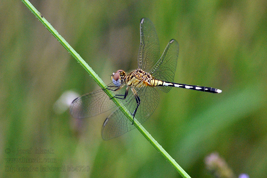 Black Percher Diplacodes lefebvrii