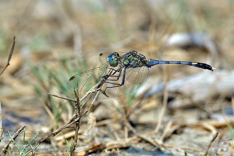 Diplacodes trivialis Ground Skimmer 纹蓝小蜻