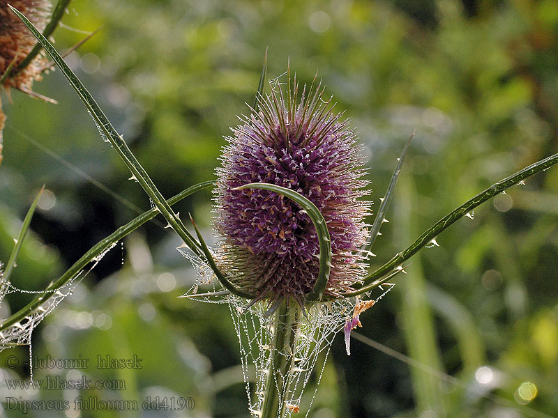 Dipsacus fullonum Karden Szczeć Ворсянка