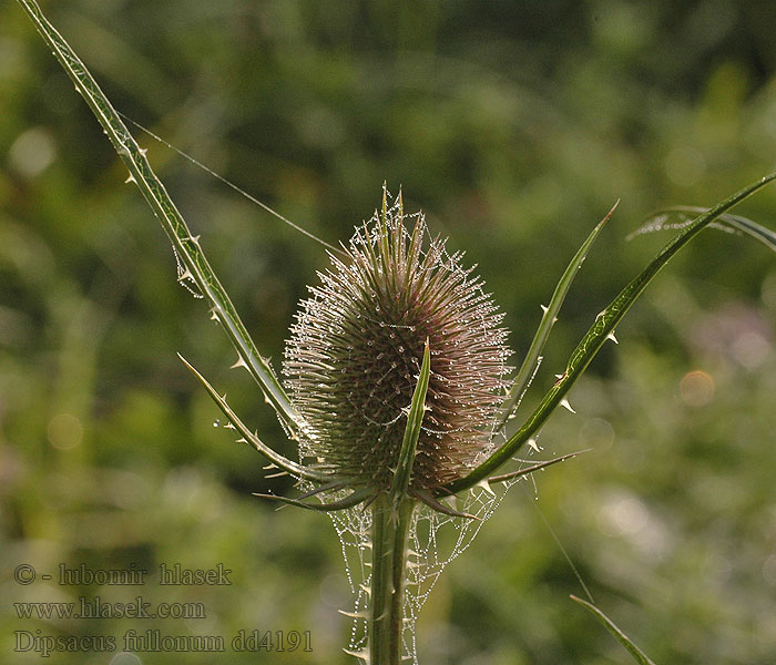 Dipsacus fullonum Štětka lesní