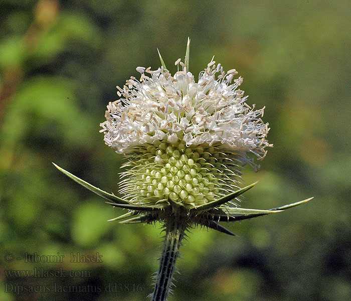 Dipsacus laciniatus Štětka laločnatá Schlitzblatt-Karde Flikig kardvädd Ворсянка разрезная