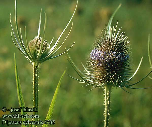 Dipsacus sylvestris Common teasel Wild Almindelig Kardebolle