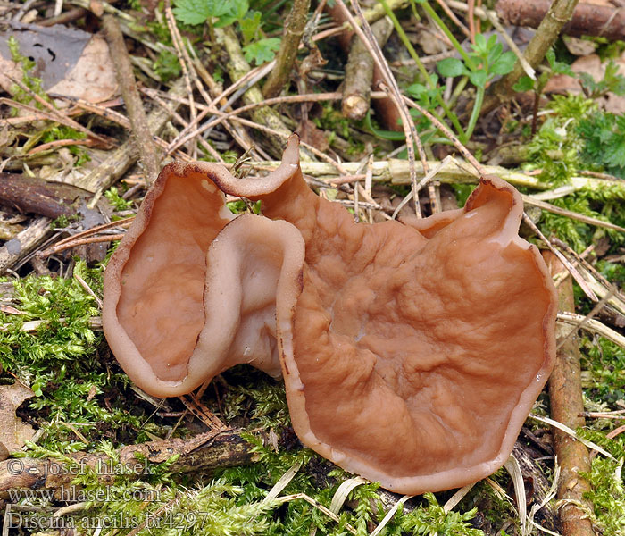 Discina ancilis Gyromitra perlata Destice chřapáčová