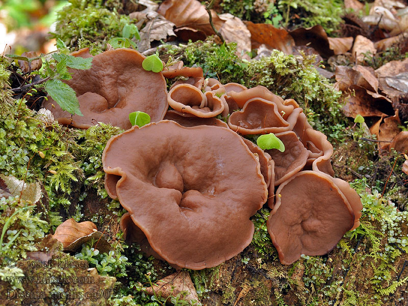 Destice chřapáčová Discina ancilis