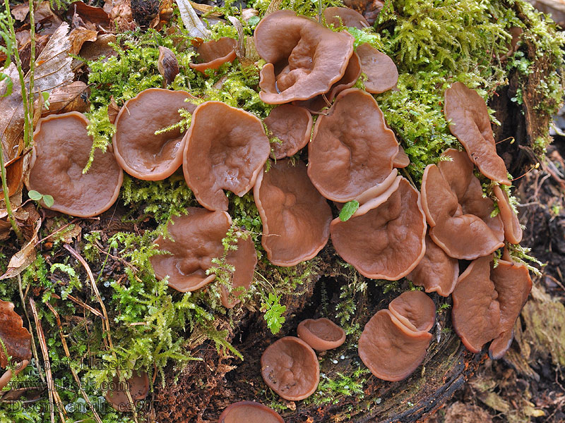 Grote voorjaarsbekerzwam Discina ancilis