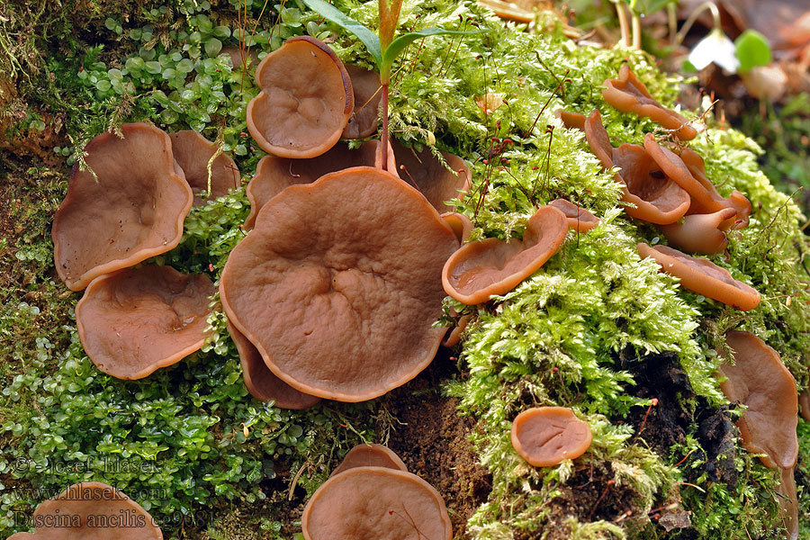 Krążkownica wrębiasta Discina ancilis