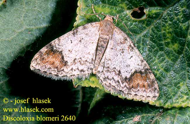 Discoloxia blomeri Venusia Blomer's Rivulet Blomers