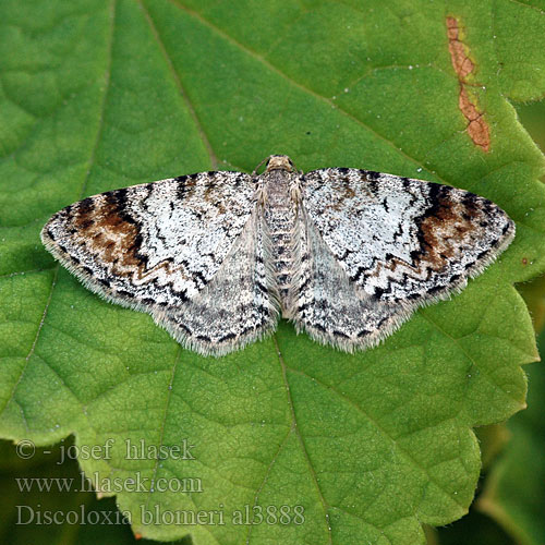 Blomers mätare Discoloxia blomeri Venusia Blomer's Rivulet