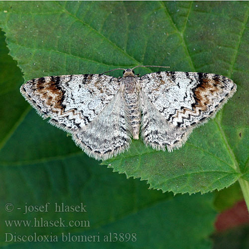 Venusia blomeri Blomer's Rivulet Blomers Ulmen-Blattspanne