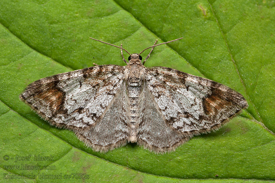 Šedokřídlec jilmový Discoloxia blomeri